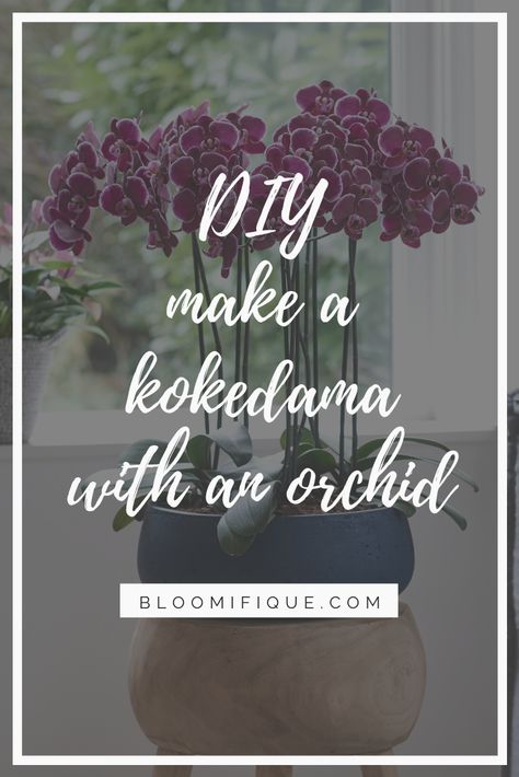 DIY: how to make a kokedama with an orchid | Bloomifique | orchid, plant, plants, houseplant, houseplants Kokedama Orchid, Kokedama Diy, Orchid Plant, Most Beautiful Flowers, Care Tag, Diy Flowers, The Field, Green Thumb, Flower Decorations