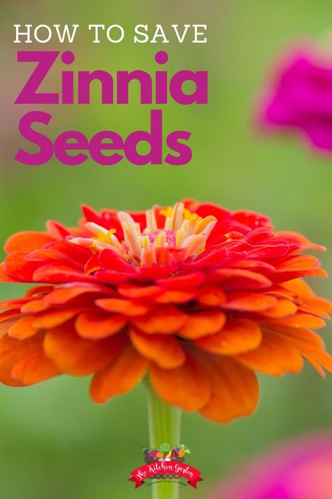 Zinnia Seeds, Planting Garden, Elevated Garden, Zinnia Garden, Garden Vegetables, Zinnia Flowers, Seed Saving, Cut Flower Garden, Fall Garden