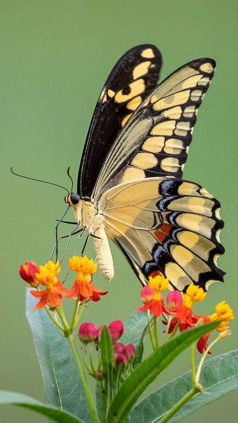 By Ricky Floyd on Flickr Beautiful Butterfly Images, Giant Swallowtail, Old School Rose, Colorful Moths, Most Beautiful Butterfly, Acrylic Portrait Painting, Beautiful Butterfly Pictures, Beautiful Butterfly Photography, Insect Photography