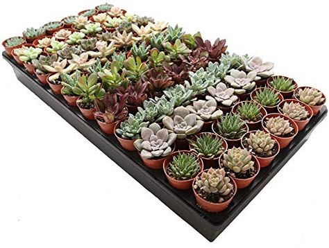 PRICES MAY VARY. Gorgeous mini succulents that are perfect for wedding favors, baby shower favors, and DIY projects. Fairy Favors, Gardening Wedding, Succulent Party Favors, Succulents Wedding, Garden Wedding Favors, Succulent Wedding Favors, Succulent Favors, Trendy Plants, Succulent Cuttings