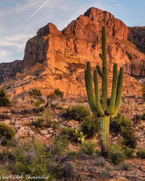 Picketpost, AZ Desert Cactus, Desert Plants, Cactus And Succulents, Desert Landscaping, Cactus Plants, Monument Valley, My Images, Beautiful Nature, Arizona