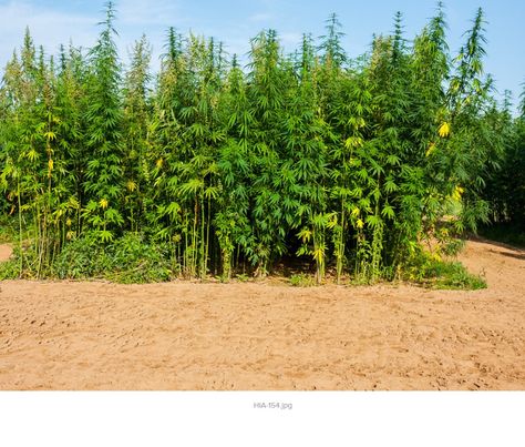 Hemp Farming, Hemp Farm, Hemp Plant, Retail Stores, Store Organization, Join Us, Country Roads, Benefits, Education