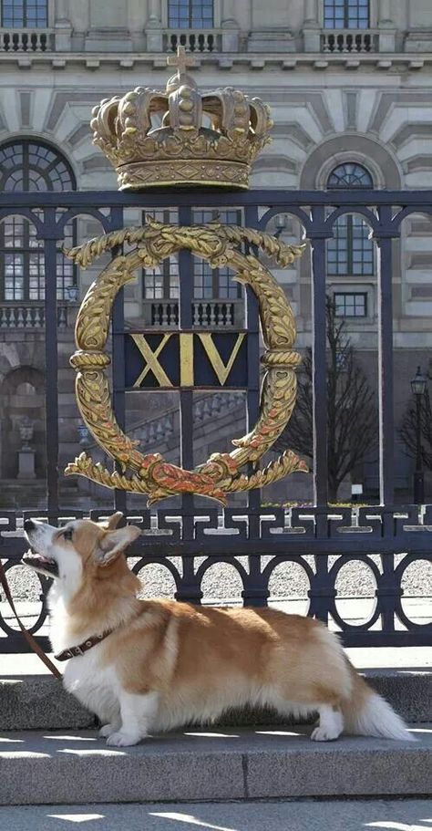 I doubt this Corgi belongs to the Queen because it is outside the gate of Buckingham Palace but I like the pic. Corgi Queen, Princesa Margaret, Corgi Facts, Dog Corgi, Pembroke Welsh Corgi Puppies, Corgi Pictures, Welsh Corgi Puppies, Corgi Pembroke, Corgi Mix