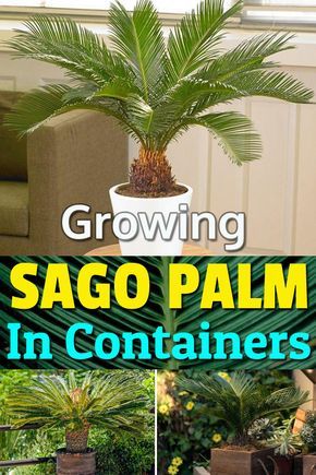 Sago Palm Planter Ideas, Sago Palm In Pot, Sago Palm Landscaping, Sago Palm Care, Palm Tree Care, Sago Palm Tree, Potted Palms, Sago Palm, Tropical Garden Design