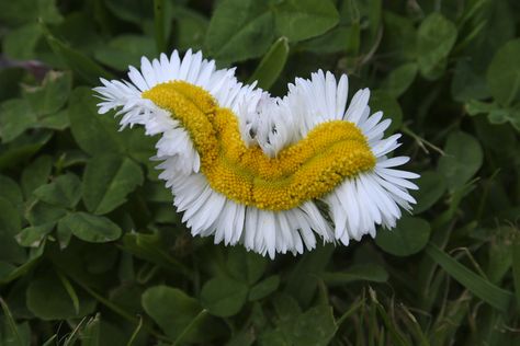 Daisy's fasciation Weird Flowers, Horror Tattoo, Pictures Of The Week, A Level Art, Flower Branch, Art Style Inspiration, Microbiology, Science Art, Weird World