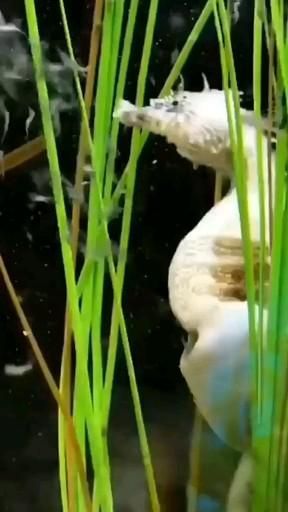 Rare Creatures, Male Seahorse, Deep Sea Creatures, Beautiful Sea Creatures, Unusual Animals, Seahorses, Cute Wild Animals, Marine Animals, Ocean Creatures