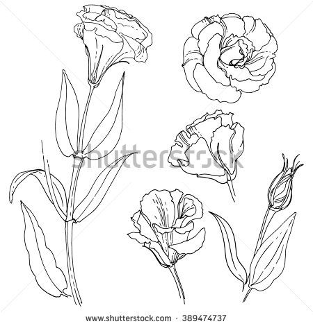 lisianthus sketch #flowertattoo Lisianthus Drawing, Flowers Tattoo Drawing, Fine Line Flower Tattoo, Line Flower Tattoo, Tattoo Birthday, June Flowers, Drawing Beautiful, Wild Photography, Flower Sleeve