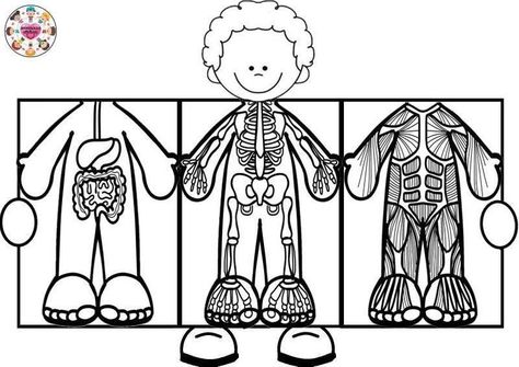 Body Preschool, Human Body Activities, Body Parts Preschool, Welcome To School, Preschool Activities Toddler, Science Activities For Kids, Hand Crafts For Kids, Art Drawings For Kids, Stem Activities