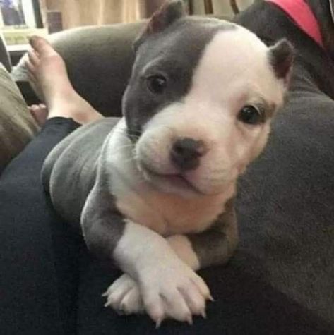 Baby Animals Pictures, Pitbull Puppies, Cute Dogs And Puppies, Cute Animal Photos, Pitbull Dog, Cute Animal Pictures, Pitbull Terrier, Baby Dogs