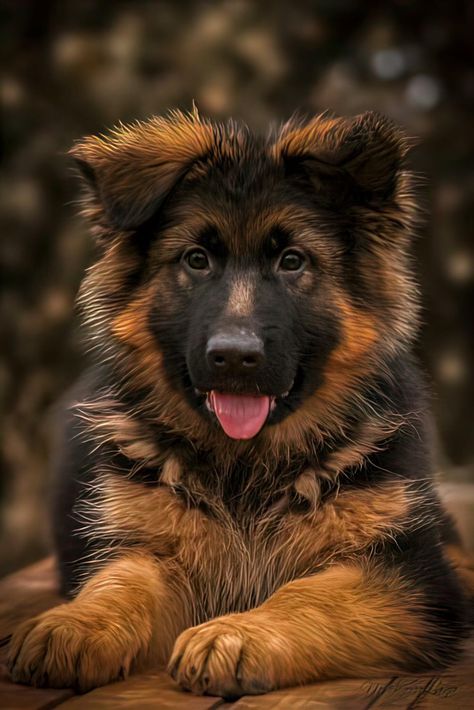 Tea Cup Puppies, German Shepherd Photography, Cat And Dog Drawing, Cute Teacup Puppies, Wallpaper Dog, Cute German Shepherd Puppies, Cute Dog Wallpaper, Aesthetic Dog, Dog Aesthetic