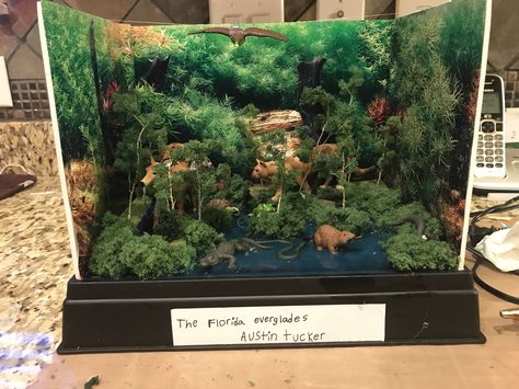 Florida Everglades Diorama, Everglades Diorama, Ecosystems Diorama, Rainforest Crafts, Rainforest Project, Biomes Project, Diorama Kids, Habitats Projects, School Study Ideas