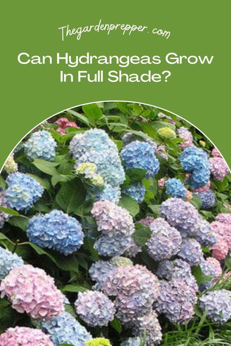 can hydrangeas grow in full shade Full Sun Hydrangea, Hydrangea Plant Care, Hydrangea Shade, Pruning Hydrangeas, Types Of Hydrangeas, Hydrangea Varieties, Hydrangea Care, Growing Hydrangeas, Hydrangea Garden