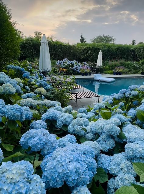 Hydrangeas in the Hamptons - The Glam Pad Hydrangea Landscaping, Hamptons Summer, Glam Pad, Dream Life House, Dream Beach Houses, English Cottage Garden, Coastal Life, Blue Garden, Dream Beach