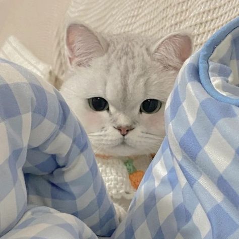 Cat Symbolism, Blue Feeds, Pink Wallpaper Desktop, Everything Is Blue, Cute Blue Wallpaper, Baby Blue Aesthetic, Light Blue Aesthetic, Blue Aesthetic Pastel, Instagram Highlight Covers