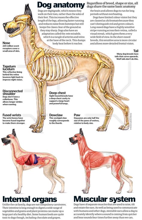 Dog Anatomy Study, Running Anatomy, Dogs Anatomy, Vet Anatomy, Canine Anatomy, Dog Science, Vet Tech School, Vet Tech Student, Vet Life