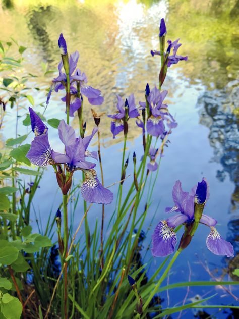 Iris Flowers Nature, #Iris, #Nature, #Flowers Iris Flowers Garden, Water Iris, Purple Iris Flowers, Iris Bouquet, Japanese Iris, Iris Art, Violet Flowers, Patio Pots, Rock Gardens