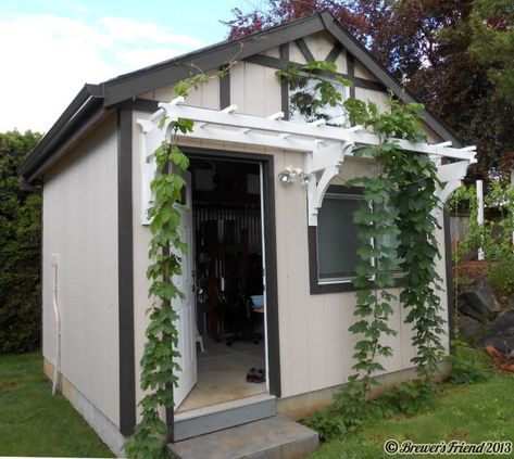 hops vines growing on shed. I want a trellis like this on the front of the house for beans. Hops Trellis, Grape Vine Trellis, Hops Vine, Grape Trellis, Vine Trellis, Shed Decor, Custom Sheds, Trellis Ideas, Growing Vines