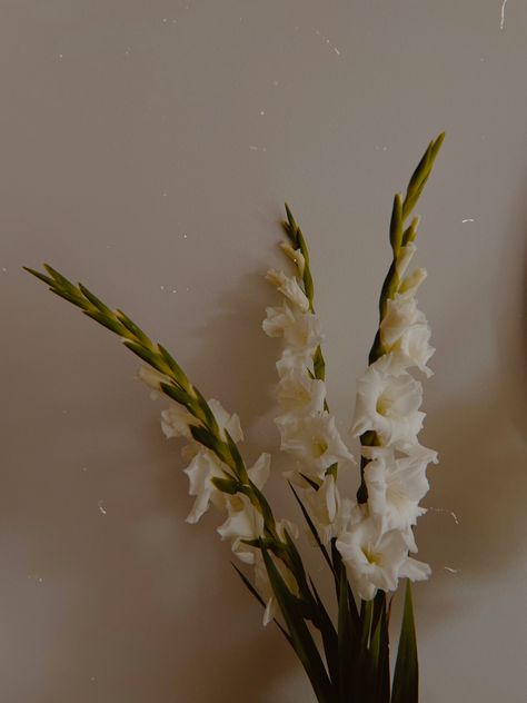 home and plants vision board photo idea Gladiolus Wallpaper, Gladiolus Flower Aesthetic, White Gladiolus Flower, Alaina Core, Gladiolus Garden, White Gladiolus, August Aesthetic, Wet Flowers, August Birth Flower