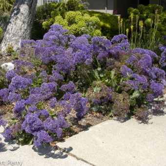 Sea lavender - Inland Valley Garden Planner Sea Lavender, Green Lettuce, Waterwise Garden, Garden Plan, Front Yard Design, Garden Planner, Inland Empire, Lavender Plant, Water Wise