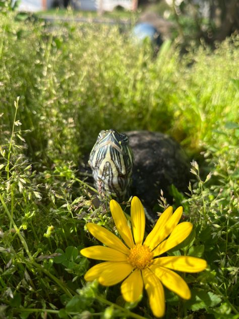 Turtle outside in grass Red Eared Turtle, Red Ear Turtle, Red Eared Slider Turtle, Orchid Mantis, Slider Turtle, Red Eared Slider, Snapping Turtle, Cute Turtle, Mouse Rat