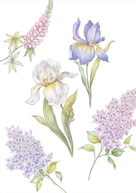 Clipart Iris, Lilac, Lupin, Bell flower Lupine Flowers, Care Bear Birthday, Mughal Art Paintings, Floral Doodle, Flower Sketches, Flower Art Images, Lilac Flowers, Iris Flowers, Digital Flowers