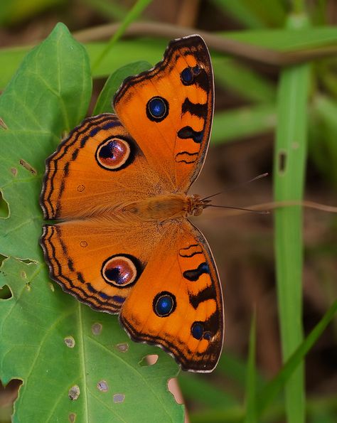 Peacock pansy butterfly, Thailand Flying Bugs, Types Of Butterflies, Beautiful Butterfly Photography, Moth Caterpillar, Butterfly Photos, Butterflies Flying, Beautiful Bugs, Butterfly Pictures, Airbrush Art