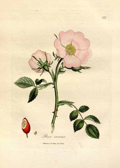 vintage rose print Wild Rose Tattoo, Sweet Briar, Dog Rose, Rose Illustration, Rose Drawing, Roses Drawing, Briar Rose, Vintage Botanical Prints, Plant Drawing