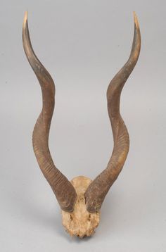 animal's horn & antler on Pinterest Horn Ideas, Antelope Skull, Animal Horns, Antelope Horns, Horns Decor, Rough Luxe, French Interiors, Animal Skull, Garden Of Earthly Delights