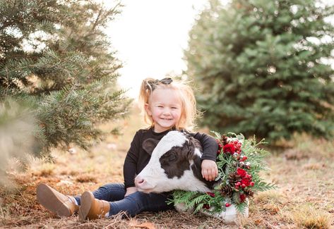 Calf Photoshoot, Cow Photos, Cow Pose, Western Photography, Cow Christmas, Christmas Mini Sessions, Christmas Board, Christmas Farm, Baby Cows