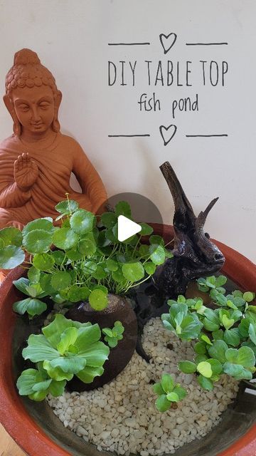 Linto Antony on Instagram: "Since most of you asked, resharing the DIY mini fish pond..  Steps: 1. I have used a small cement tank and painted outside with acrylic. 2. Added a driftwood 3. Used a pennywort plant which is planned in a container. 4. Added gravel and pebbles. This will help the pond to be cooler. 5. Added water cabbage which is a floating aquatic plant. 6. Added guppy fish which prevents mosquitoes.   #diyfishpond #fishpond #tabletopfishpond #minifishpond #fish #pond #diyponds" Pennywort Plant, Mini Fish Pond, Mini Pond, Fish Tank Terrarium, Diy Fish Tank, Guppy Fish, Diy Table Top, Aquatic Plant, Arijit Singh