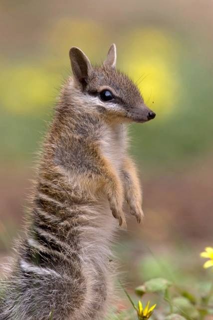 numbat / cuteoverload Australian Fauna, Australian Wildlife, Interesting Animals, Unusual Animals, Australian Animals, Animals Of The World, Sweet Animals, Animal Photo, Tasmania