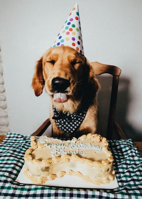 Pinterest | @sthaboutlara | Something About Lara ❤️ Photo Animaliere, Golden Retriever Mix, Dog Birthday Party, Dog Birthday, Cute Creatures, 귀여운 동물, Dog Pictures, I Love Dogs, Dog Love