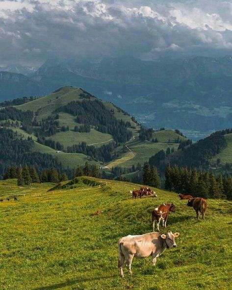 Cabin Farmhouse, Cow Wallpaper, Stunning Scenery, Farm Sanctuary, Cottage Cabin, Mountain Life, Farm Style, Beautiful Places Nature, Old Barns