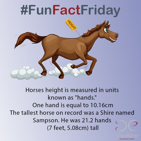 Horse Facts, Fun Fact Friday, Horse Anatomy, Horse Galloping, Baby Sets, Did You Know, Horses, Nails