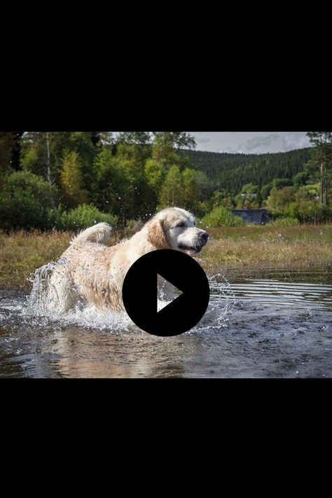 Golden Retriever Puppy Beach, Golden Retriever Funny Videos, Golden Retriever Gif, Golden Retriever Funny, A Golden Retriever, Have An Amazing Day, Golden Retriever Puppy, Amazing Day, Day At The Beach