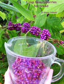 Medicinal Wild Plants, Preserving Foods, Wild Food Foraging, Florida Plants, Canning Food Preservation, Edible Wild Plants, Foraged Food, Berry Plants, Herbal Recipes