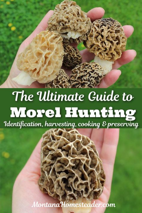 How To Clean Morel Mushrooms, Moral Mushrooms, Foraging Tips, Morel Mushroom Recipes, Foraging Mushrooms, Garden Fresh Salsa, Ripen Green Tomatoes, Morel Mushroom Hunting, Edible Wild Mushrooms