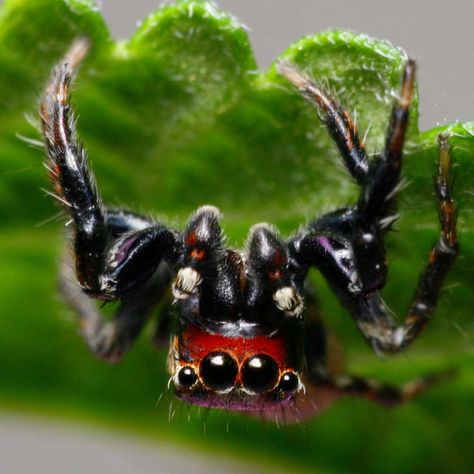 East African Jumping Spider Spider Species, Spooky Spiders, Jumping Spider, Creepy Crawlies, Animal Behavior, Arachnids, Animals Of The World, Spiders, Natural World