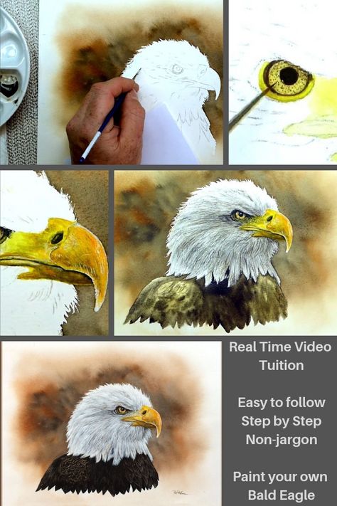 Eagle Painting Acrylic, Bald Eagle Drawing, Bald Eagle Art, Devon Artist, Bird Painting Acrylic, Animal Paintings Acrylic, Eagle Drawing, Art Tutor, Eagle Painting