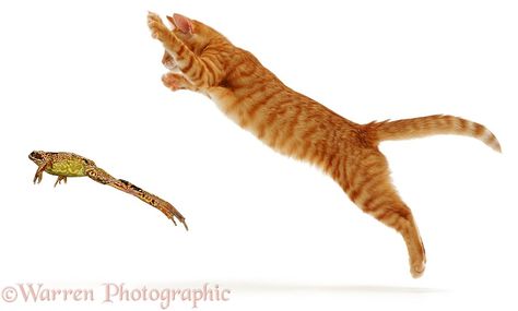 Cat Pouncing, Frog Photo, Kitten Photos, Ginger Cat, Cat Pose, A Frog, Cats Kittens, Ginger Cats, Wildlife Animals