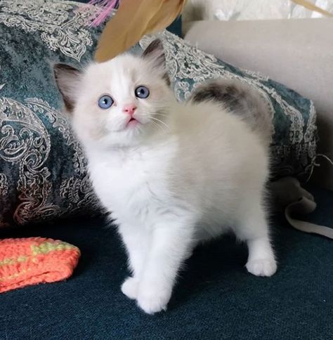 14 Tips For Choosing a Ragdoll Kitten | PetPress White Ragdoll Kitten, Shar Pie, References Animals, Cute Cats Black, Anime Cat Art, Ragdoll Cats For Sale, White Ragdoll Cat, Ragamuffin Kittens, Aesthetic Cat Drawing