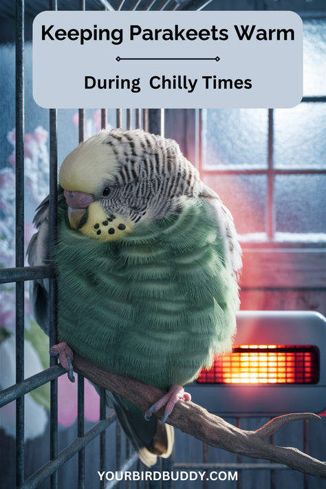 Keeping your parakeet warm in winter is essential for their health. Like us, parakeets feel best in a stable, warm environment. This means not only heating their space but also watching for signs they’re too cold. Indoor Aviary Ideas, Parakeet Care, Budgie Cage, Pet Bird Cage, Parakeets, Too Cold, Pet Bird, Bird Cage, Love Birds