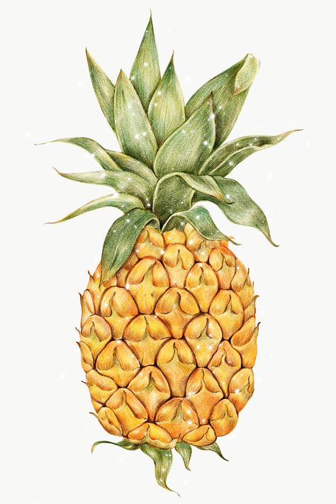 Pineapple illustration pencil colored style sticker design element | free image by rawpixel.com / manotang Pineapple Pictures, Pineapple Vintage, Pineapple Drawing, Pineapple Illustration, Watercolor Pineapple, Watercolor Paper Texture, Watercolour Texture Background, Watercolor Fruit, Watercolor Logo