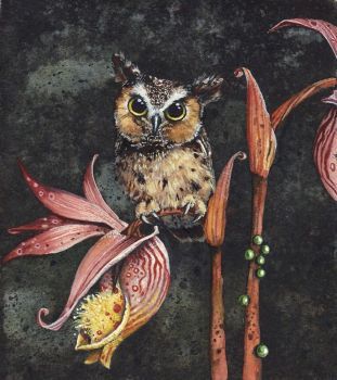 Owl Drawings, Fairy Slippers, Owls Art, Maggie Vandewalle, Owl Watercolor, Owl Collection, Unique Symbols, Modern Cross Stitch Patterns, Owl Art