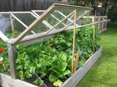 Top 10 Cold Frame Plans To Prolong The Growing Season ! Wood Greenhouse Plans, Cold Frame Plans, Cold Frame Diy, Cold Frame Gardening, Allotment Garden, Best Greenhouse, Gardening Zones, Green Houses, Grow Food