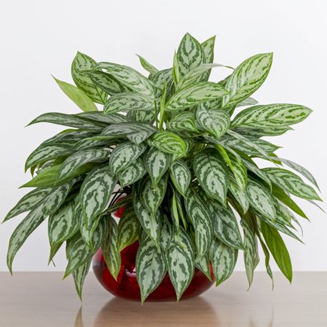 Picture of Aglaonema Interior Landscape Plant | Interior Landscapes Best Office Plants, Chinese Evergreen Plant, Evergreen House, Ficus Pumila, Air Cleaning Plants, Low Light Indoor Plants, Evergreen Garden, Chinese Evergreen, Ficus Elastica