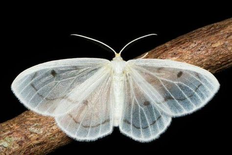 Cute Moth, In The Pale Moonlight, Butterfly Artwork, Butterfly Species, Muse Art, Beautiful Bugs, Creepy Crawlies, Chibi Drawings, White Butterfly