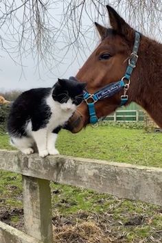 Tom The Cat, Goofy Animals, Favorite Activity, The Stables, Living The Life, Mini Horse, Animals Friendship, Horses And Dogs