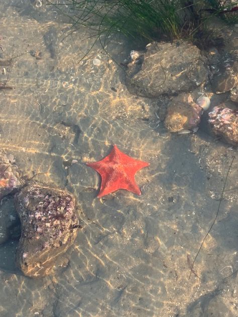 Santa Cruz Aesthetic, Pleasure Point Santa Cruz, Life In Paradise, Mermaid Aesthetic, Ocean Vibes, Ocean Breeze, Summer Feeling, Summer Dream, Vintage Beach