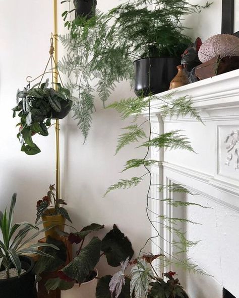 7 Exotic Indoor Ferns that Climb | Balcony Garden Web Plants Without Sunlight, Hanging Ferns, Indoor Ferns, Evergreen Ferns, Plant Care Tips, Trendy Plants, Asparagus Fern, Plants Are Friends, Indoor Plant Care